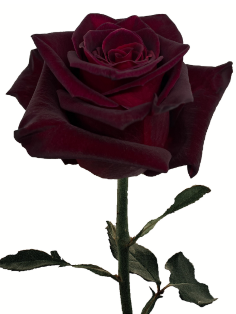 Farvelroser - mørkerøde