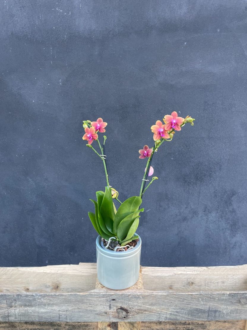 Orkidé - farverig inkl. krukke