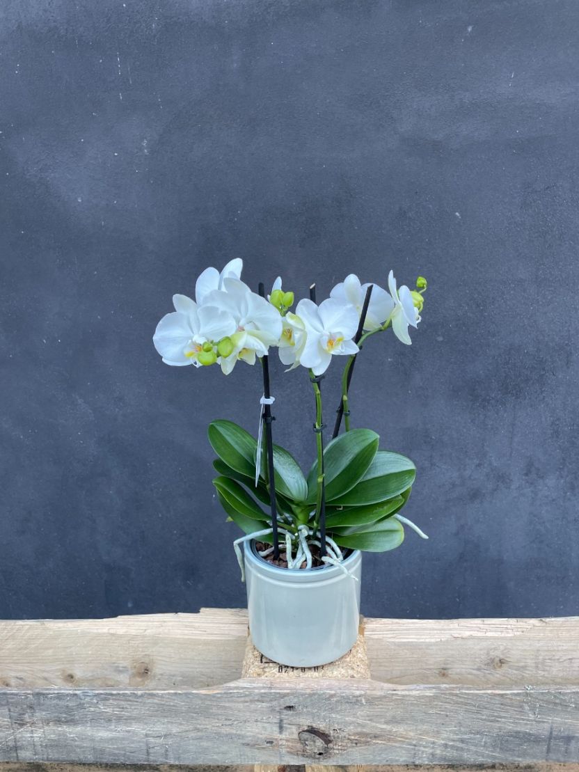 Orkidé - hvid inkl. krukke