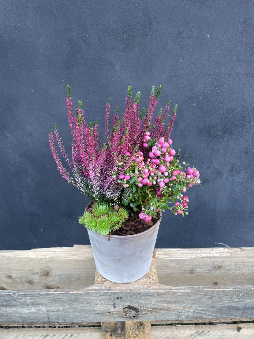 Farverig efterårssammenplantning 