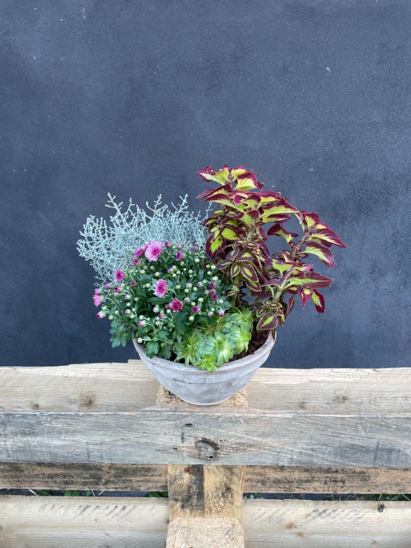 Skøn efterårssammenplantning 