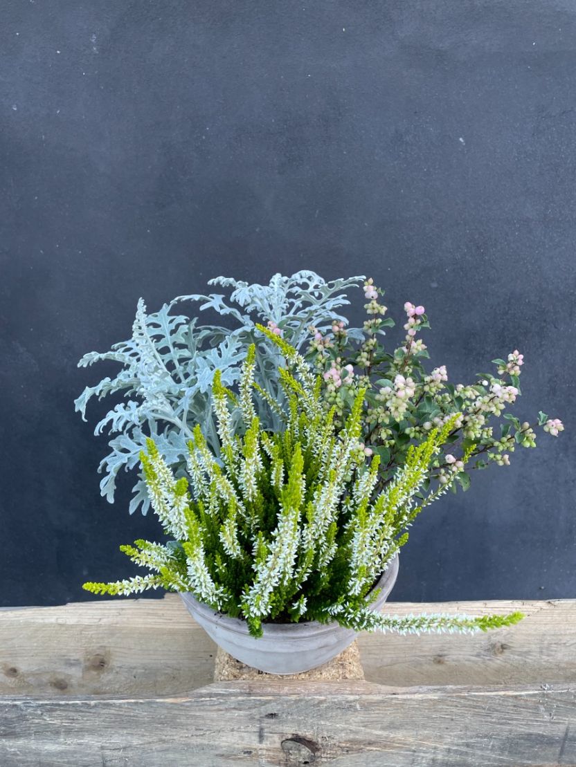 Lys efterårssammenplantning 